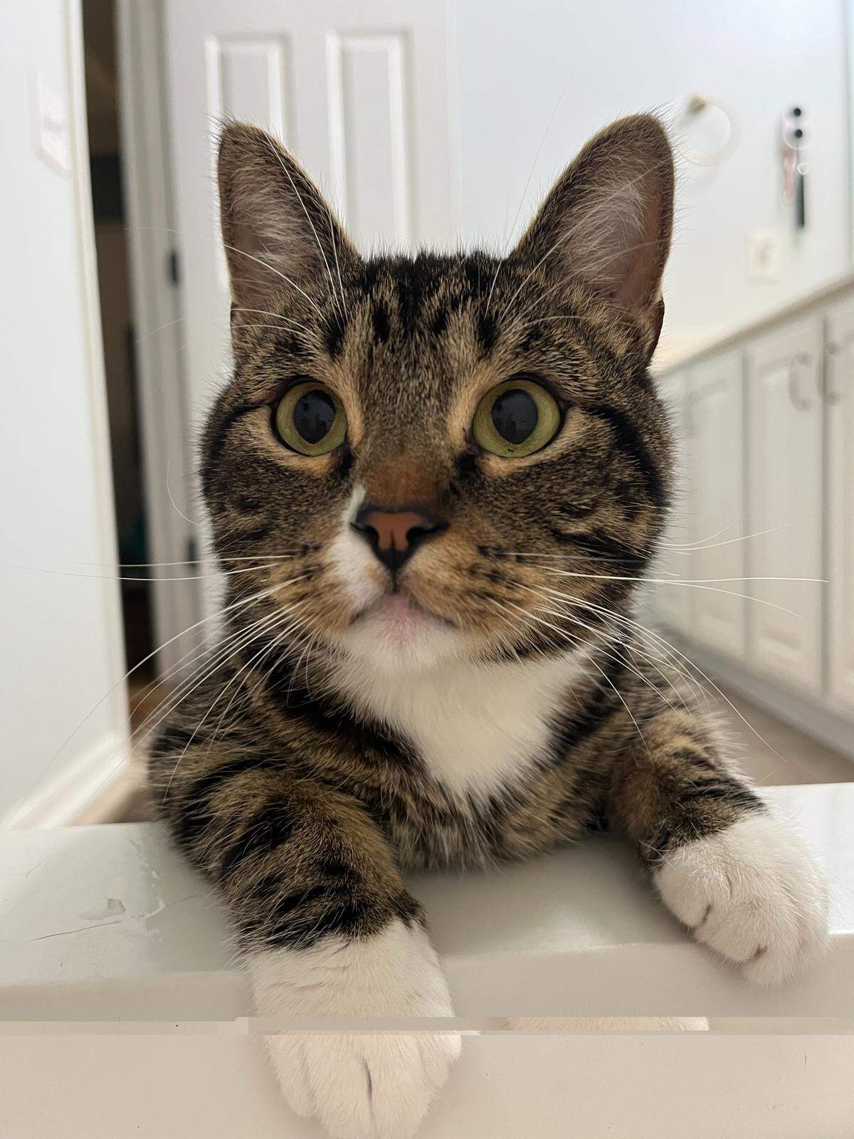 Mike TV, a 3-year-old Dwarf cat from Liberty won The Star’s 2025 cutest cat contest. Nov. 3, 2025.