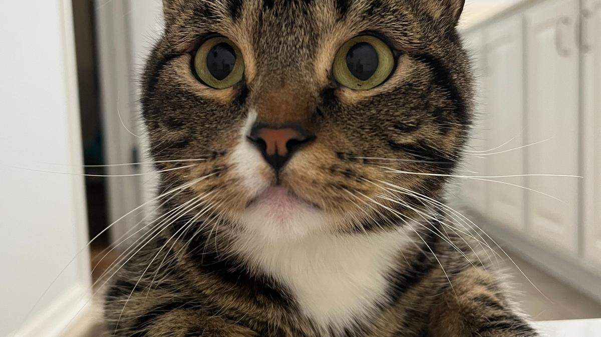 Mike TV, a 3-year-old Dwarf cat from Liberty won The Star’s 2025 cutest cat contest. Nov. 3, 2025.