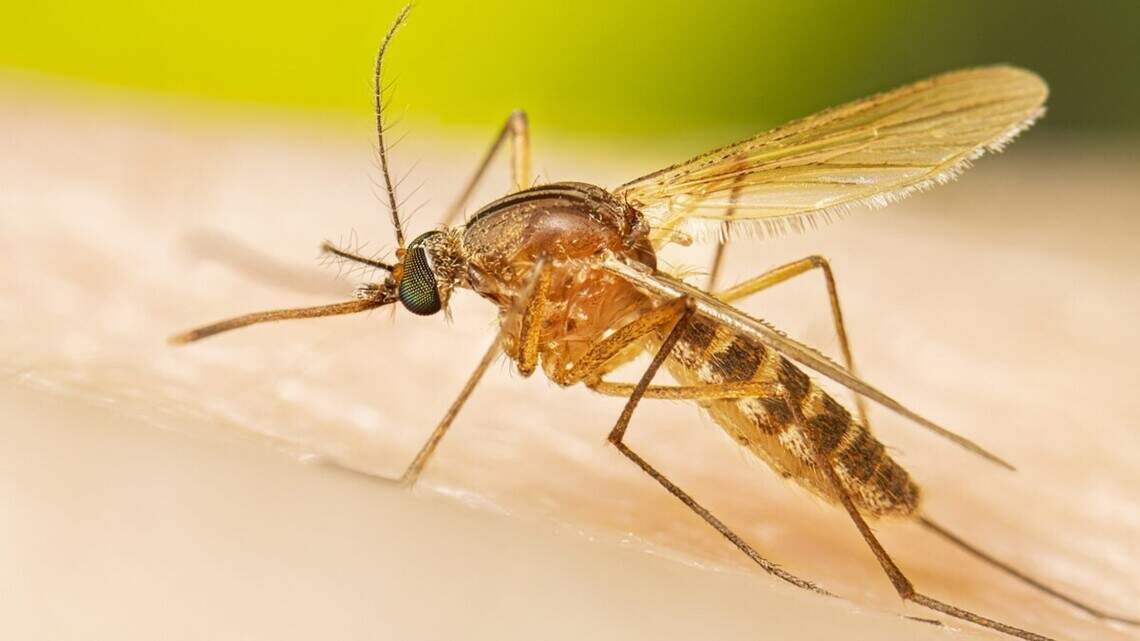 Kansas at high risk for mosquito transmitted West Nile virus: symptoms, prevention