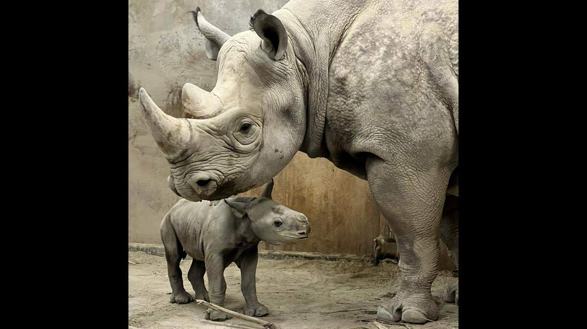 An eastern black rhinoceros - a critically endangered species - was born on New Year’s Eve 2022 at the Kansas City Zoo to parents Zuri and Ruka.