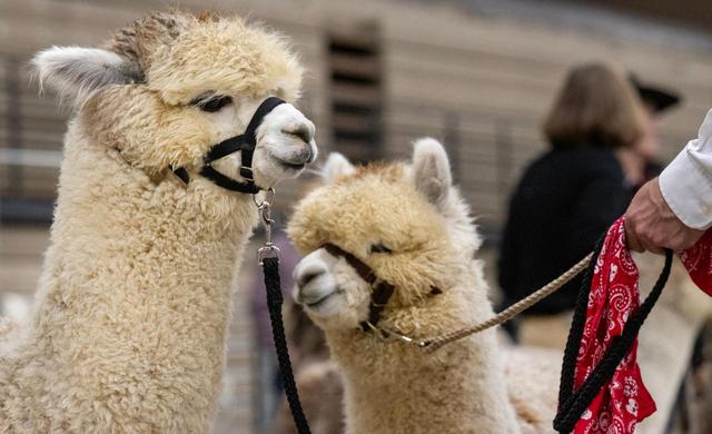 Dale Hoerl of Bucyrus, Kansas, holds a pair of alpacas, while waiting for the Walking Fleece class at the MOPACA Invitational Alpaca Show Friday at Hale Arena. Hoerl is with Alpacas of Moose Creek.