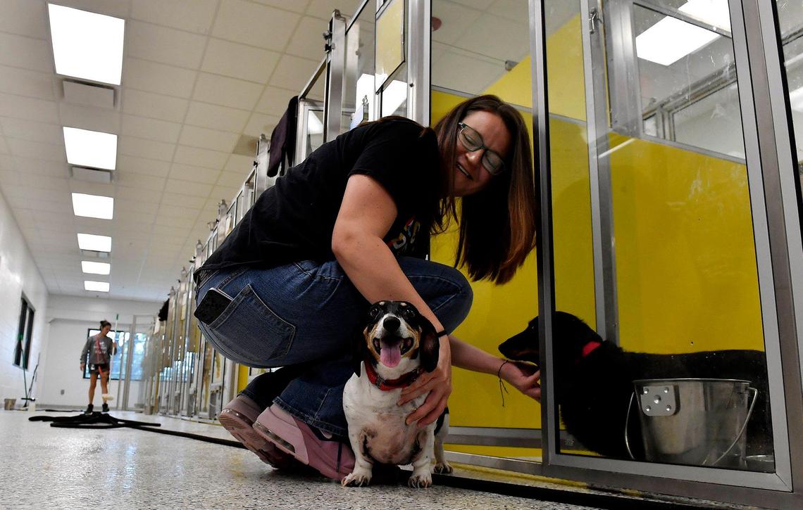 Natalie Howard, one of KC Pet Project’s case managers for the Home Away from Home program, checks on a pair of Dachshunds that had to be surrendered. The staff will try to find a home for them.