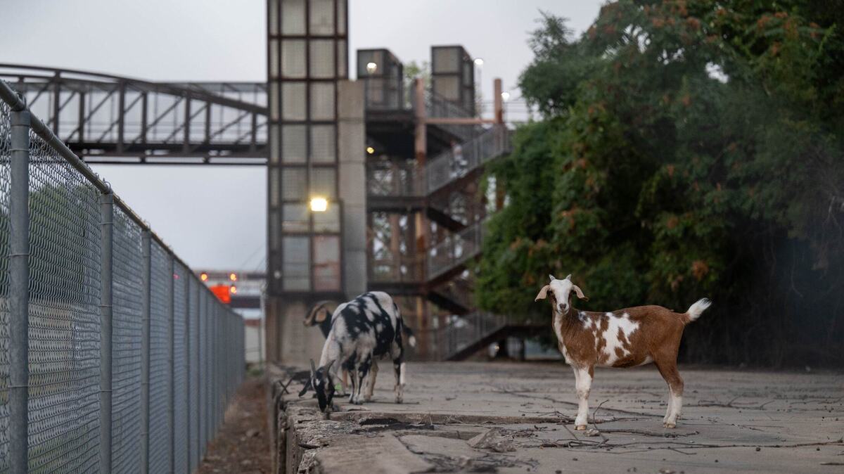 Goats roam wild along the riverfront Wednesday near Riverfront Park in Kansas City. The goats were wrangled by members of KC Pet Project’s Animal Services Division on Wednesday.