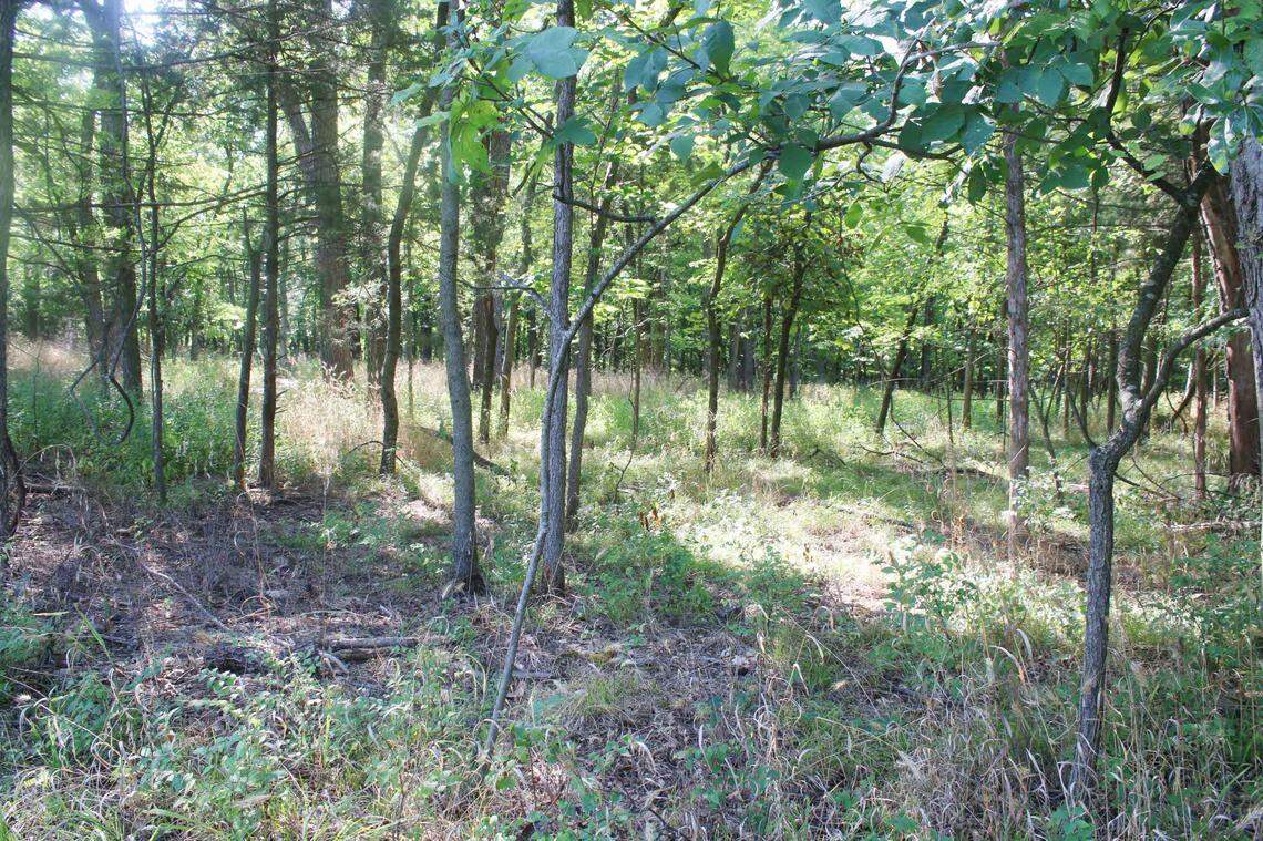 This part of Ernie Miller Park has already been cleared of the invasive shrub honeysuckle.