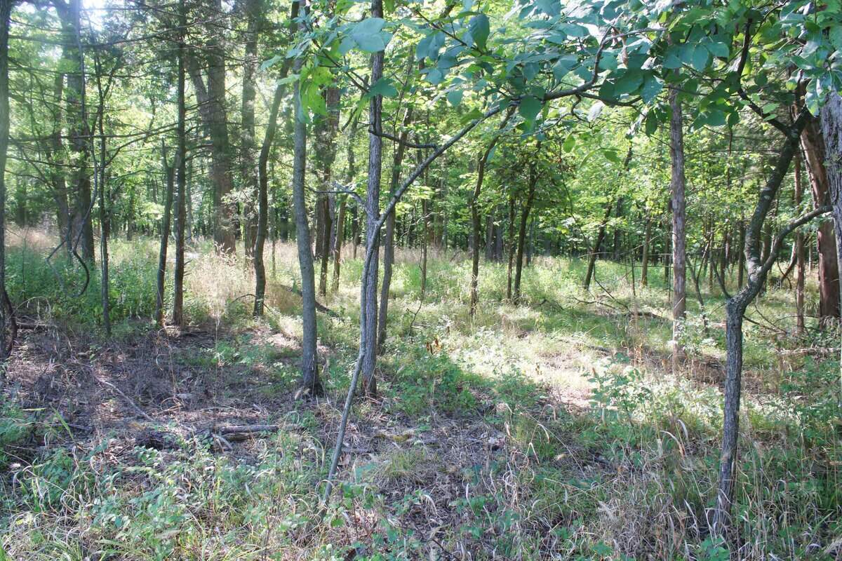 This part of Ernie Miller Park has already been cleared of the invasive shrub honeysuckle.