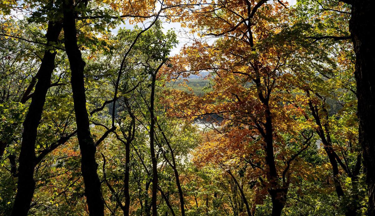 Trees begin to change color along the West Ridge Trail at Weston Bend State Park in mid-October near Weston, Mo.