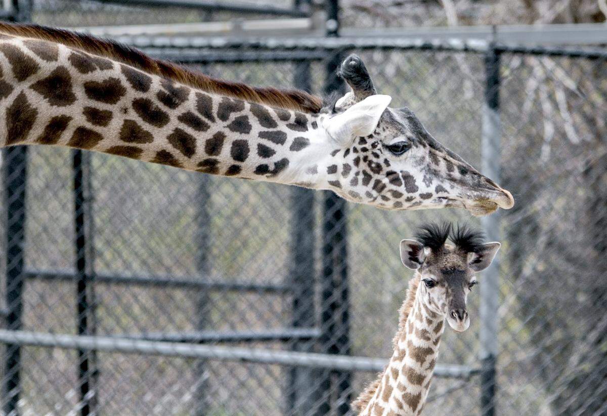 Dixie, a young giraffe at the Kansas City Zoo, received attention from her mother, Lizzie, during Dixie's public debut on Wednesday. The 6 feet tall calf and her mother have not been on public display since Dixie's Feb. 2 birth as zoo officials waited for warmer weather.