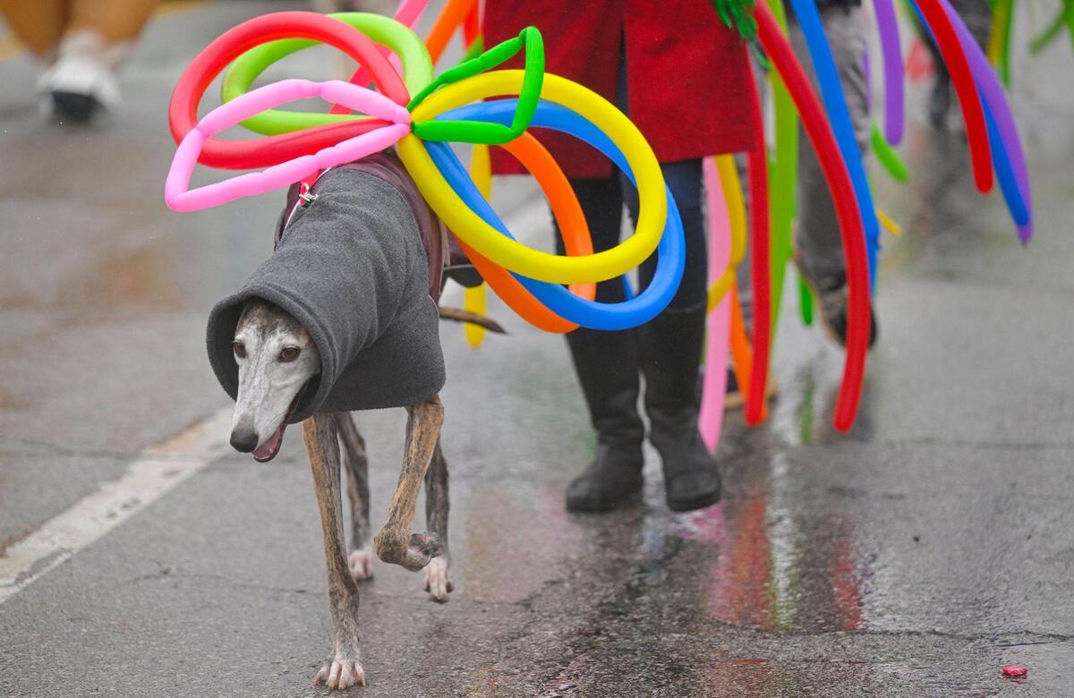 Rain didn’t dampen the festivities as members of Noah’s Ark Animal Clinic and their canines marched in the rain during the 2023 Brookside St. Patrick’s Day Warm-Up Parade on Saturday March 11, 2023 in Kansas City.