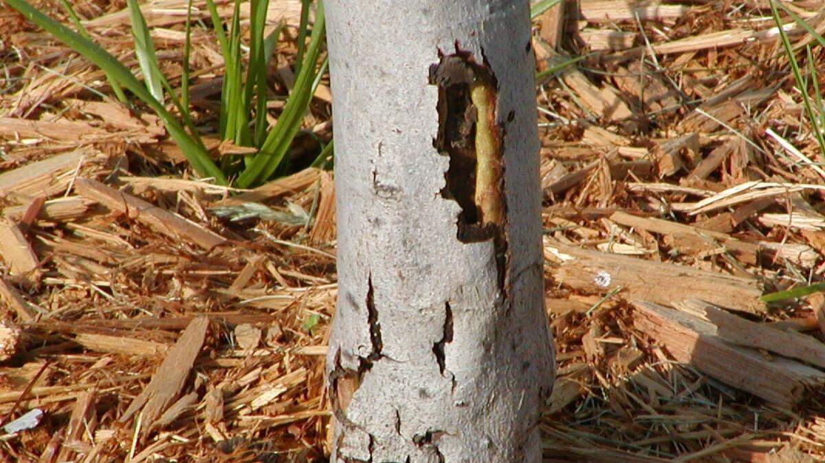 A red maple shows signs of distress, probably from a mower or trimmer.