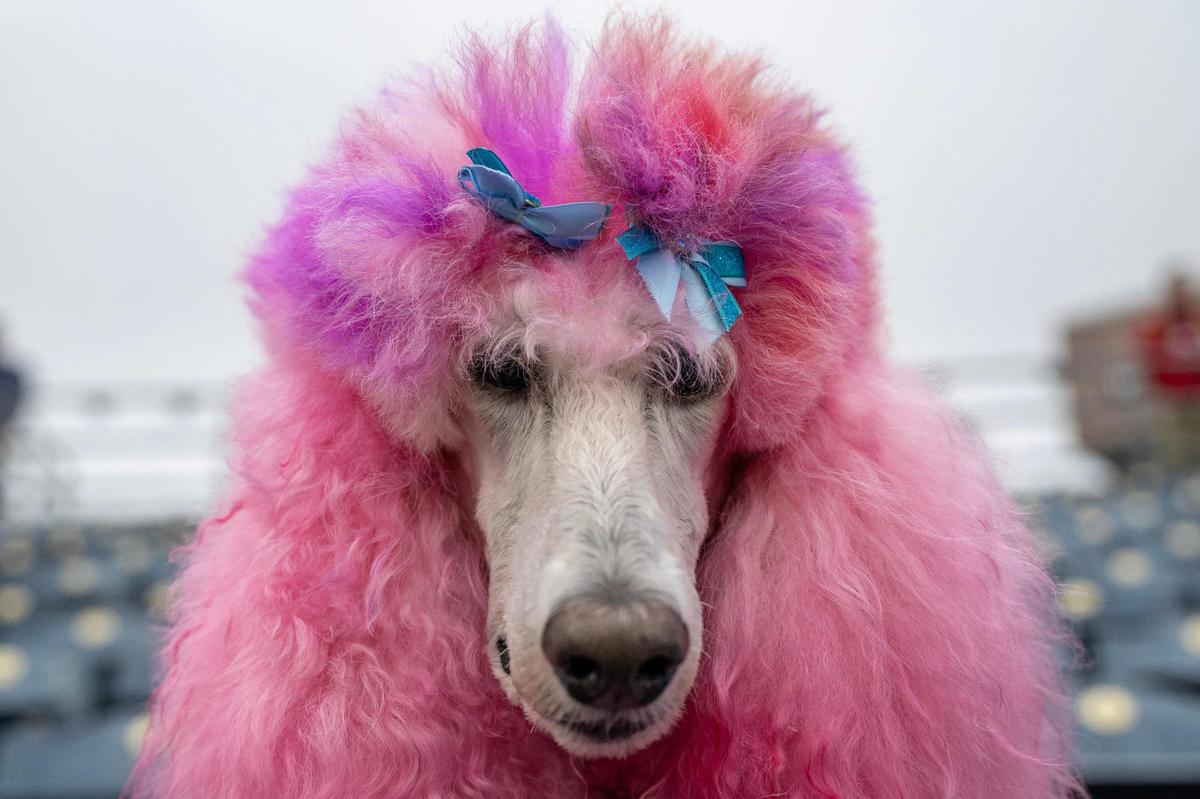 A dog named Kimora Lee Simmons sports pink hair and bows during Bark at the Park at an MLB game between the Kansas City Royals and the Baltimore Orioles on Friday, April 4, 2025, at Kauffman Stadium.