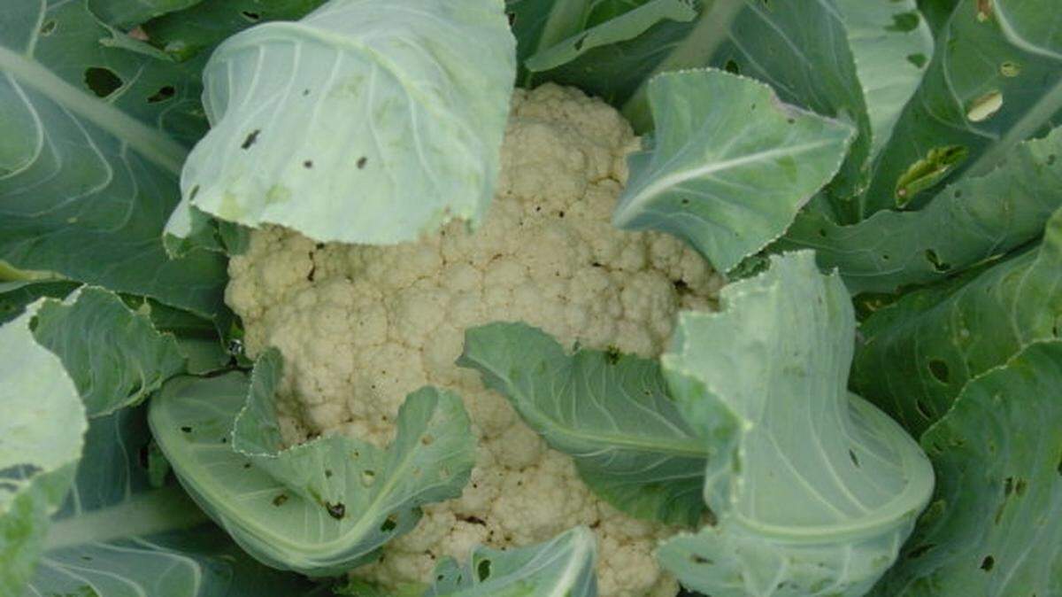 Cruciferous vegetables like cauliflower contain sulfurous chemicals known as glucosinolates, giving them distinct “bite” and bitterness. Given the time to develop gradually in the fall, this chemical becomes sweeter and more appetizing, making mid summer the ideal growing time for the plants.