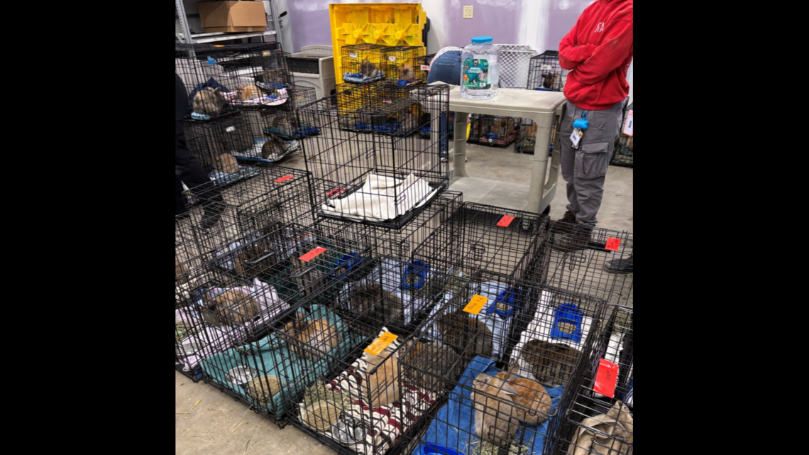 Fast breeding pet rabbits infest home, Michigan shelter says | Kansas ...