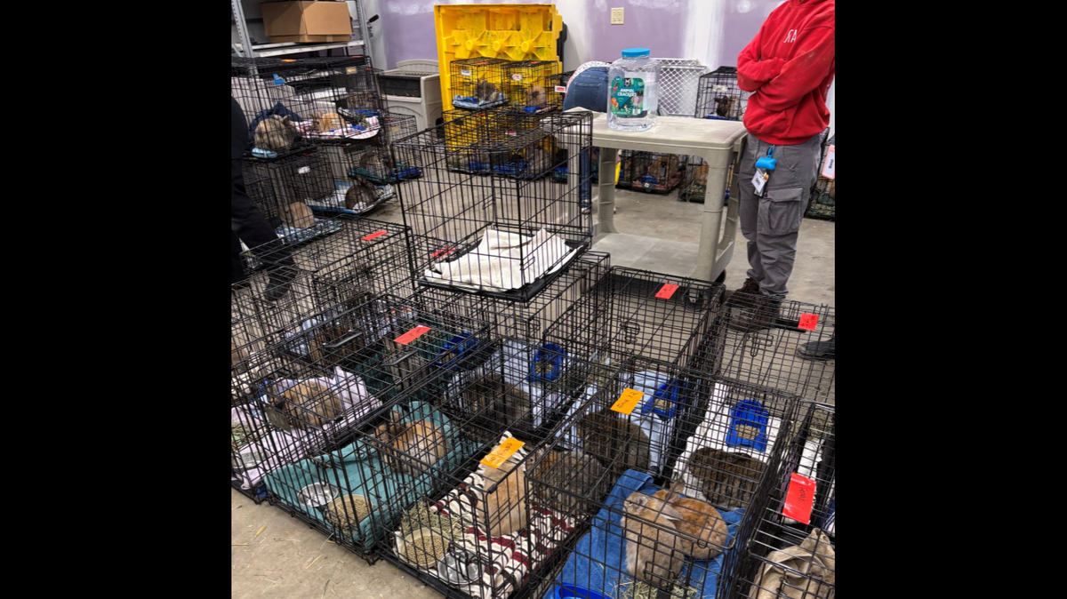 The woman bought a small number of bunnies as pets for her children, but things got extremely out of hand, Michigan officials say.