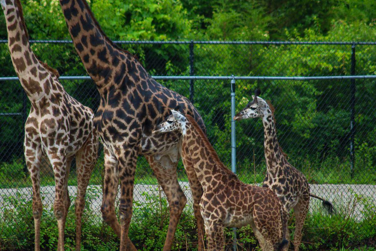 The Kansas City Zoo and Aquarium opened its new Giraffe Crossing exhibit Friday.