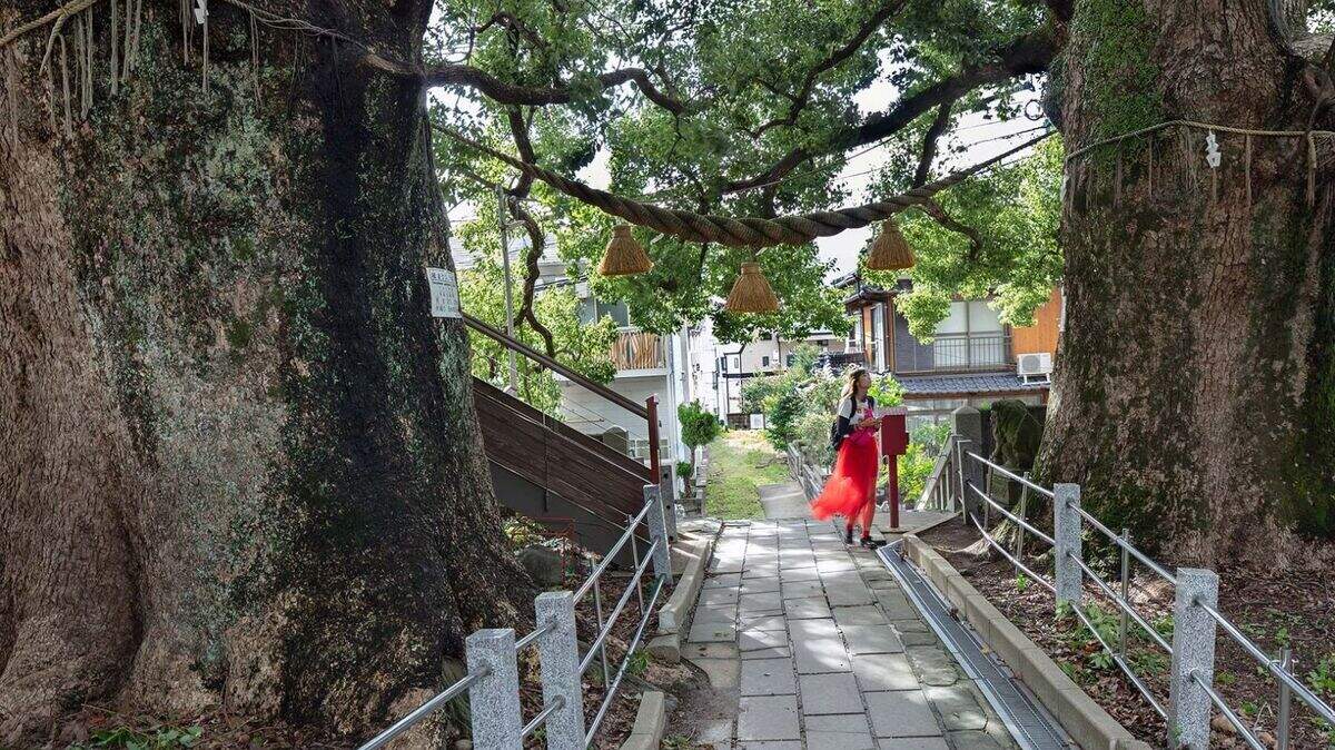 Survivor trees from Hiroshima and Nagasaki are the subject of “Rooted Among the Ashes: Hibakujumoku / A-bombed Trees” by Katy McCormick. The exhibit will run March 31-Oct. 1 at the Truman Library.