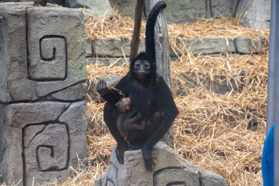 The species is at a high risk of extinction.