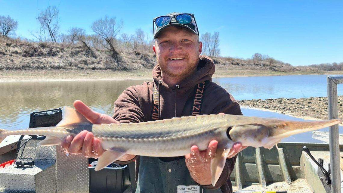 This pallid sturgeon was found in the Kansas River.