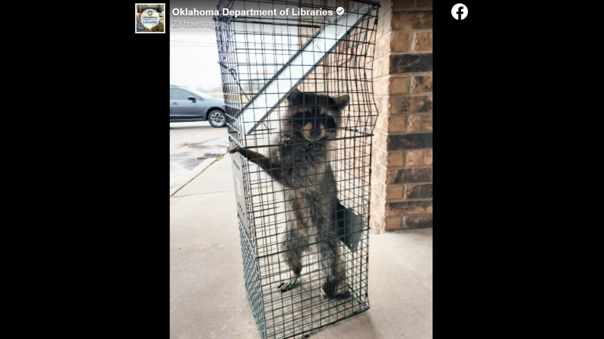 This raccoon was caught after causing destruction in a state building, officials said.