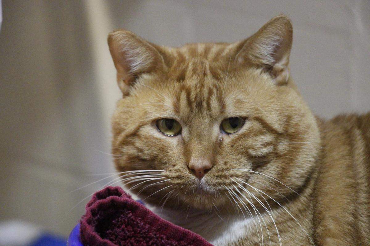 Crunchy Cat