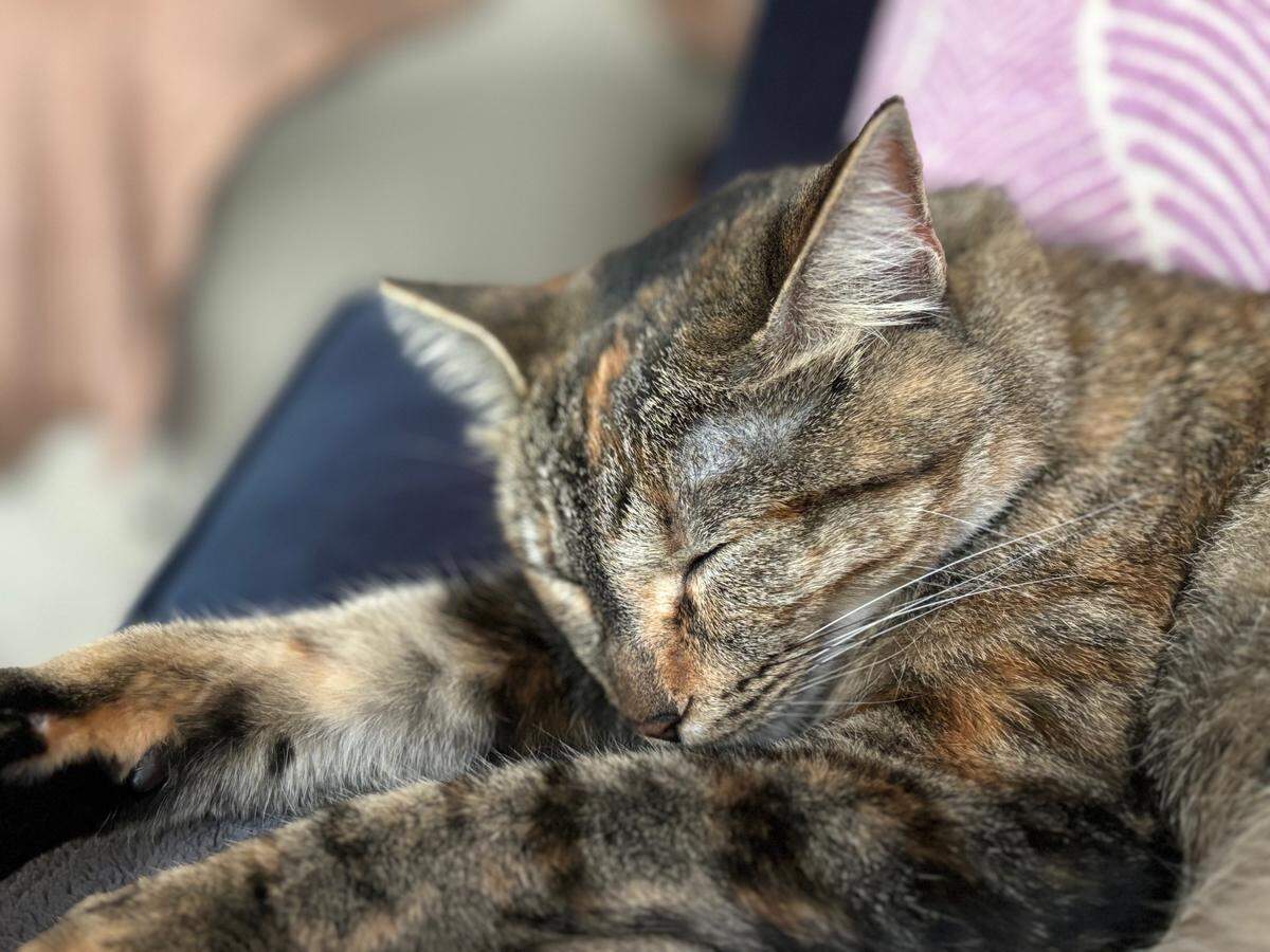 Star service reporter Eleanor Nash’s 3-year-old tortoiseshell-tabby Maisie takes a nap break. Do you have your own adorable cat to share?