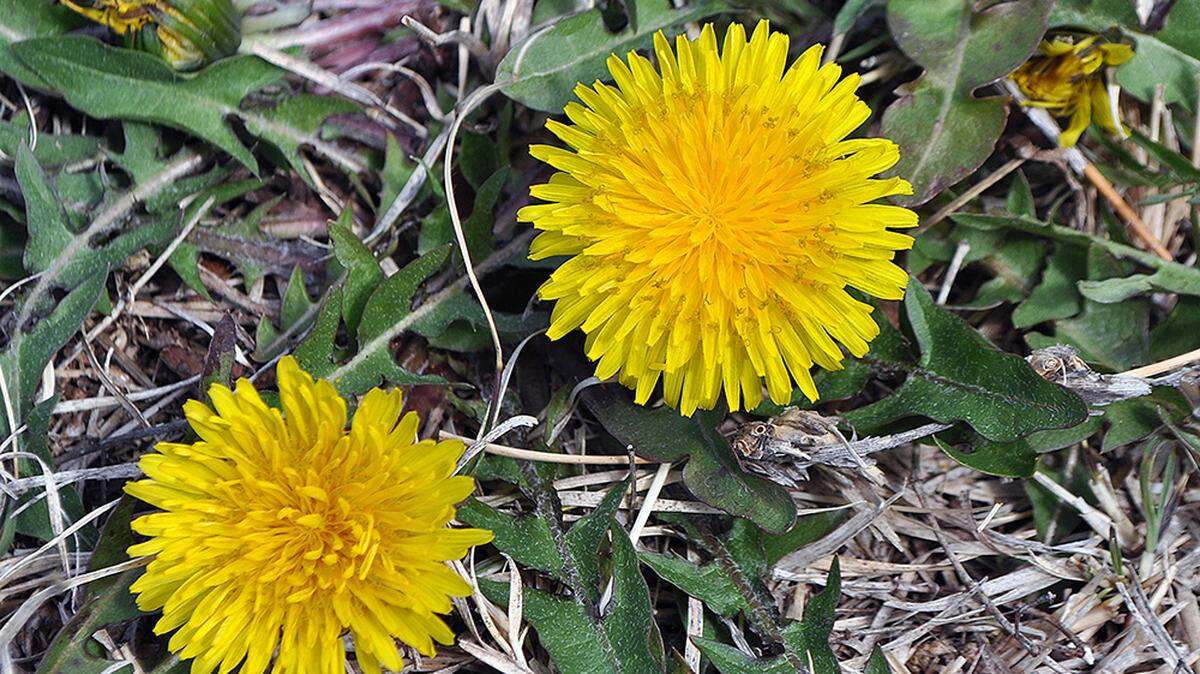 Controlling weeds like dandelions takes patience, but it’s possible to do so without chemicals.