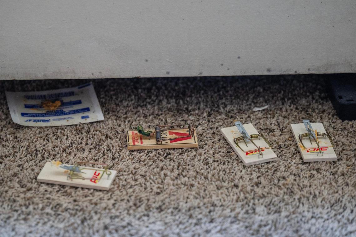 Mouse traps and cockroach traps are seen placed along the gap of a wall heater in a studio apartment at Independence Towers on Tuesday, March 19, 2024, in Independence.