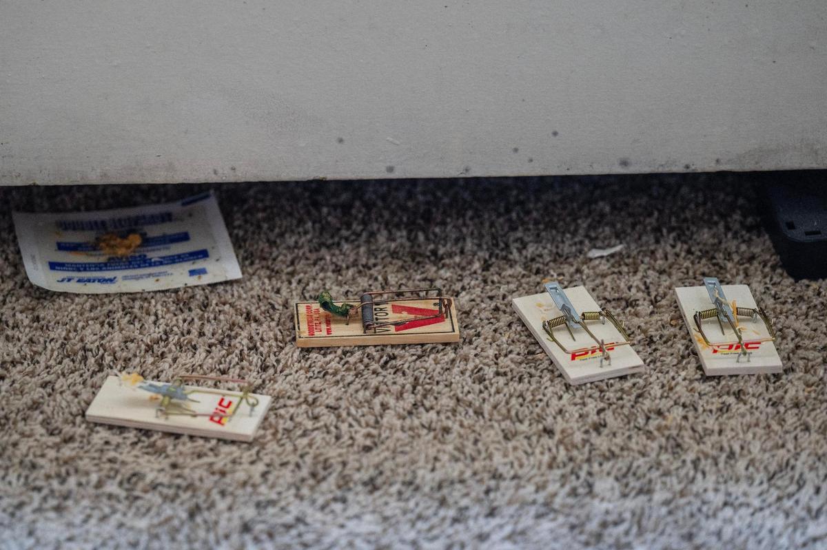 Mouse traps and cockroach traps are seen placed along the gap of a wall heater in Michelle Paylor’s studio apartment at Independence Towers on Tuesday, March 19, 2024, in Independence.