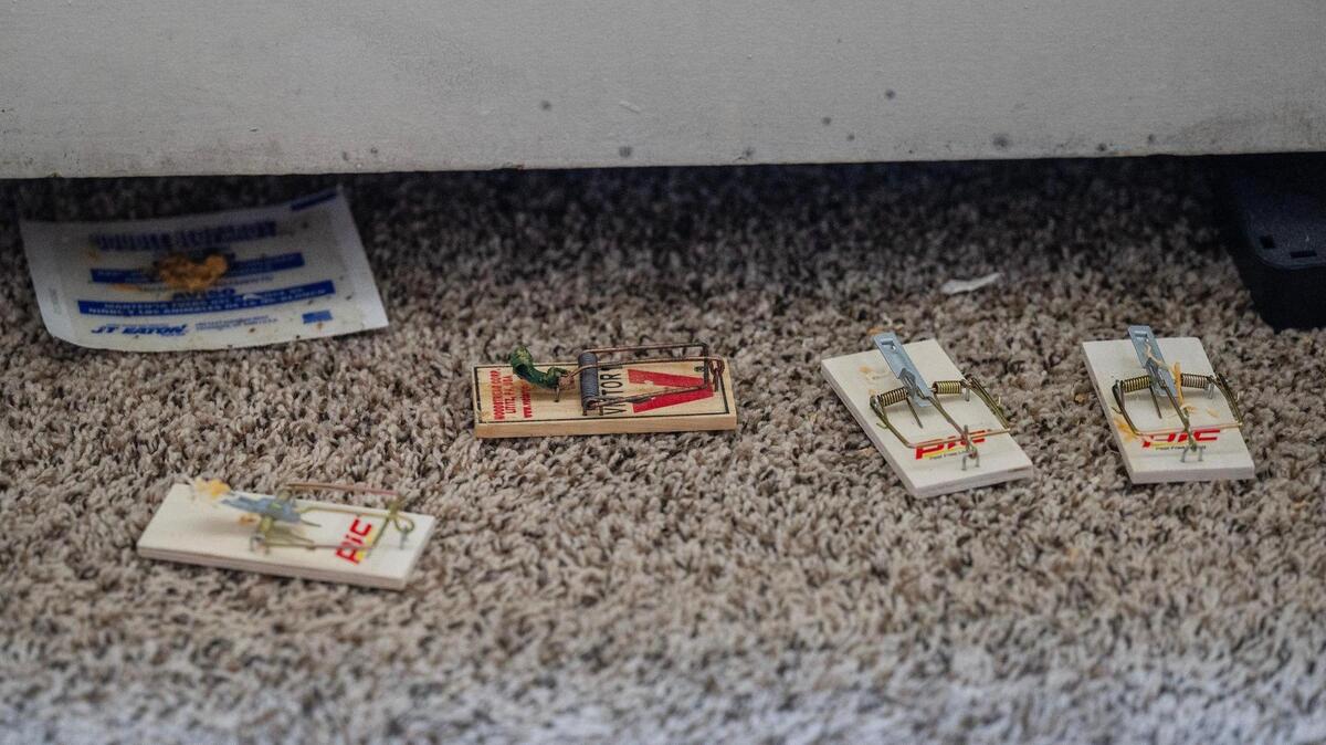 Mouse traps and cockroach traps are seen placed along the gap of a wall heater in Michelle Paylor’s studio apartment at Independence Towers in Independence.