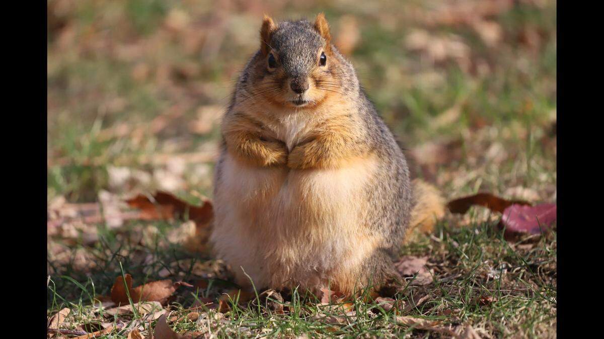 Eastern fox squirrels are the largest squirrels in North America and can weigh up to 2 pounds. This one is fat, experts say.