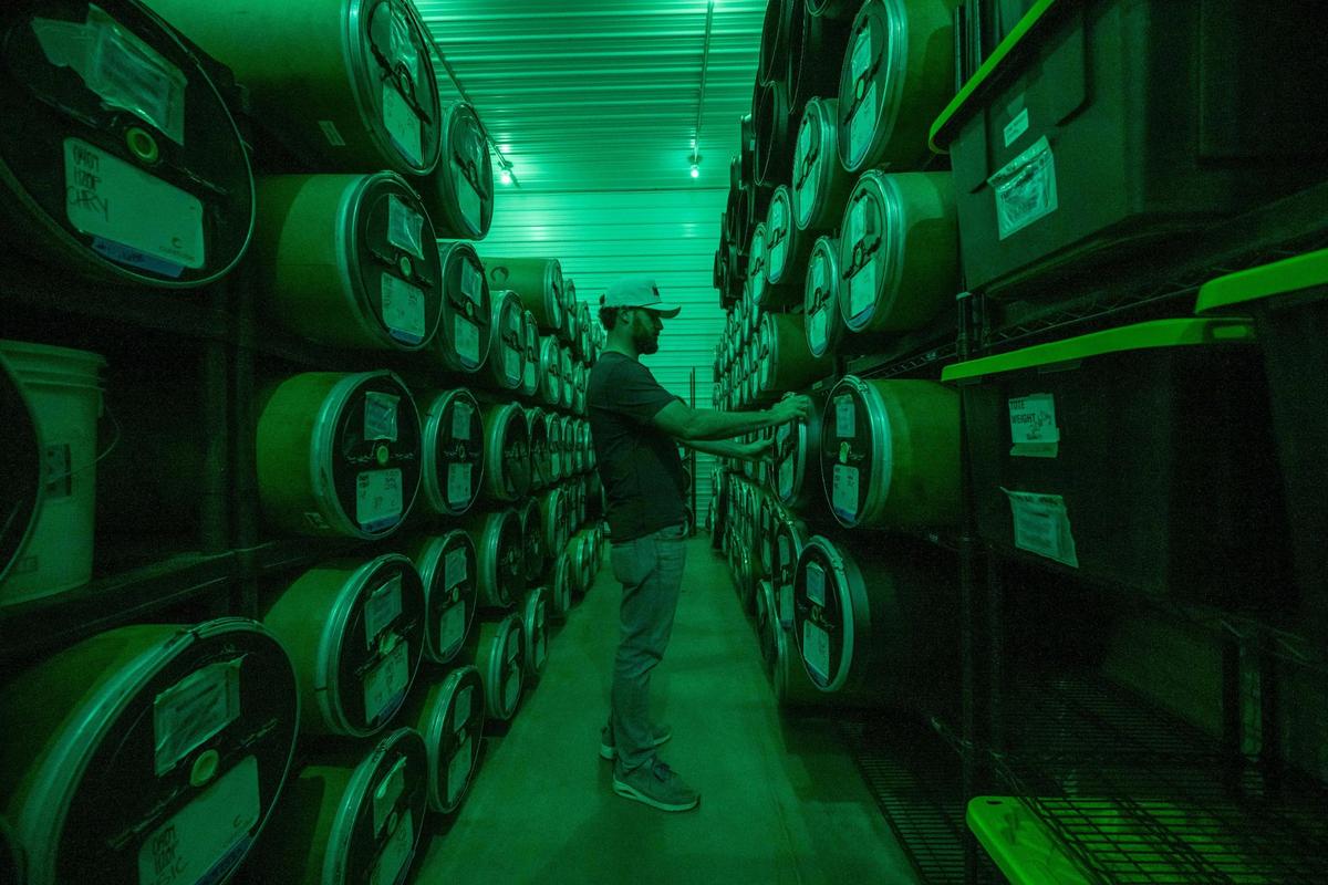 Illicit Farms’ COO Adam Diltz works in the curing room at the farm and production facility of Illicit Farms. Diltz has done it all in terms of the production of marijuana, from trimming to now co-owner. The curing room is where the flower “ages” and is the final step in the growth process.