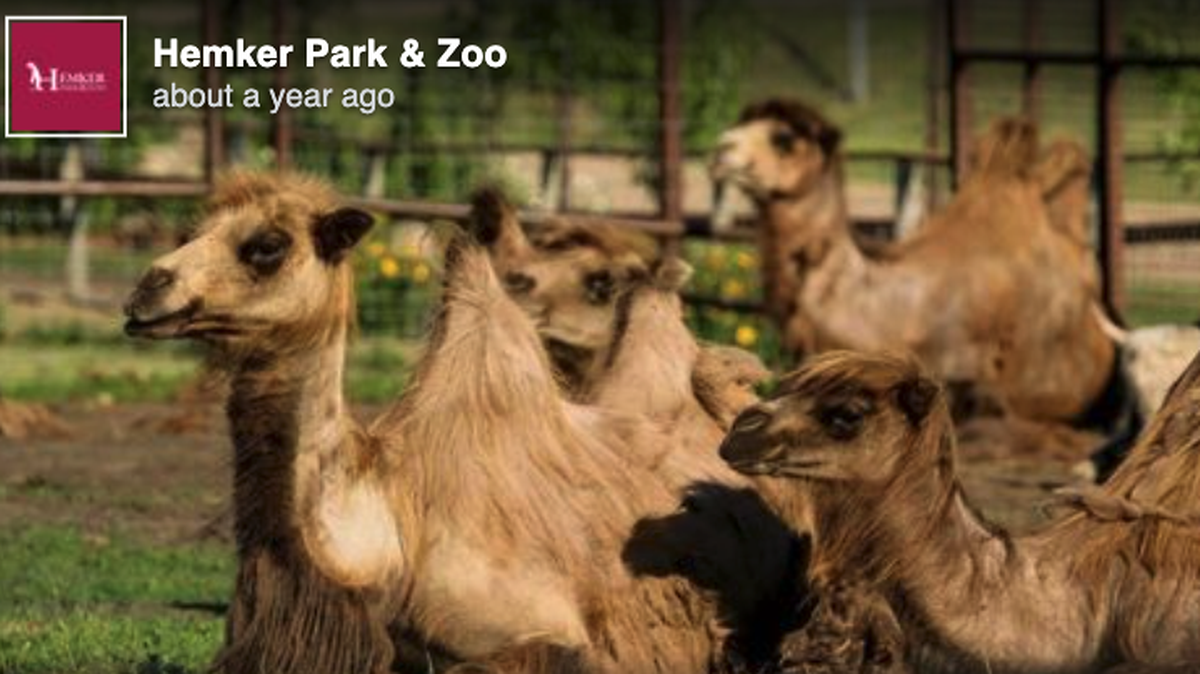 A camel at Hemker Park & Zoo in Minnesota bit the head of an owner and dragged him 15 feet, officials say.