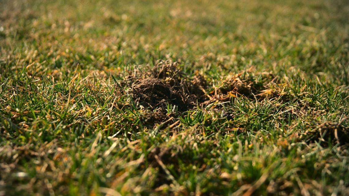 A pile of rare creatures were found by biologists in Minnesota.