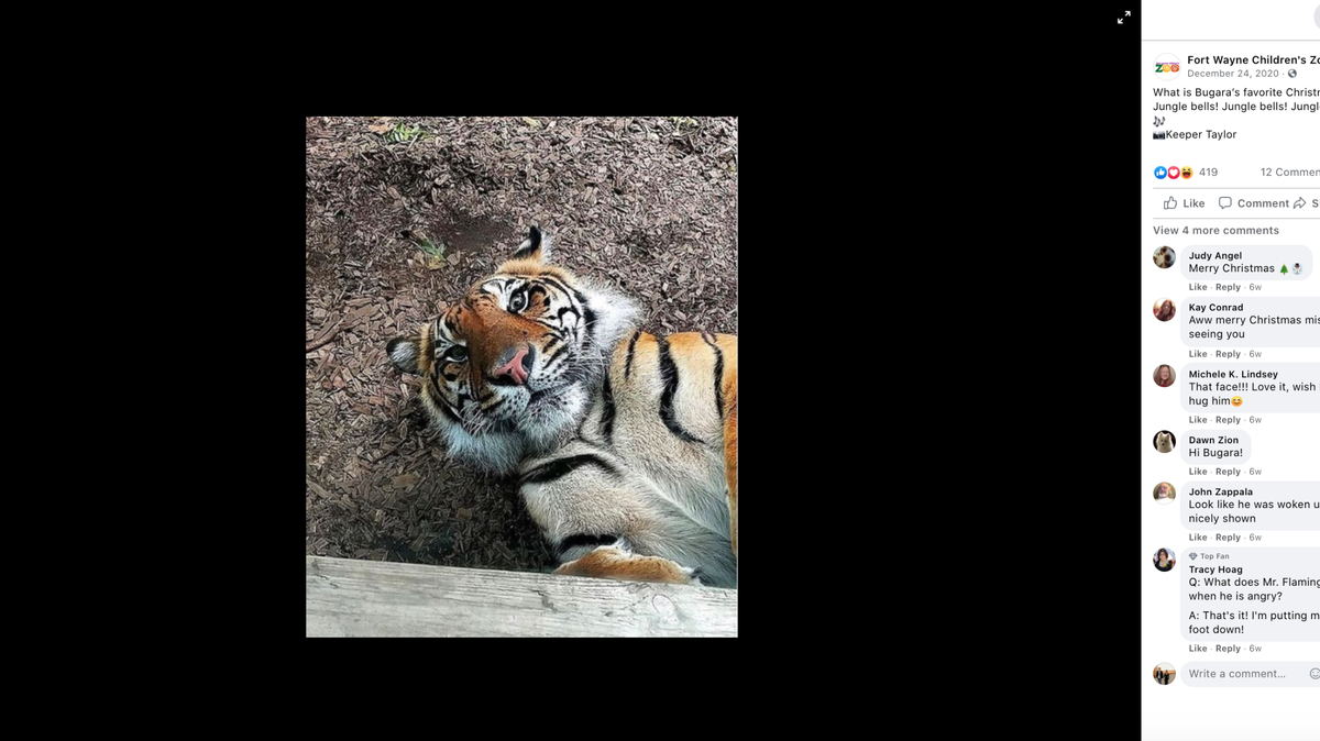 Sumatran tigers Bugara (pictured) and Indah have tested positive for COVID-19 at the Fort Wayne Children’s Zoo in Indiana, officials say.