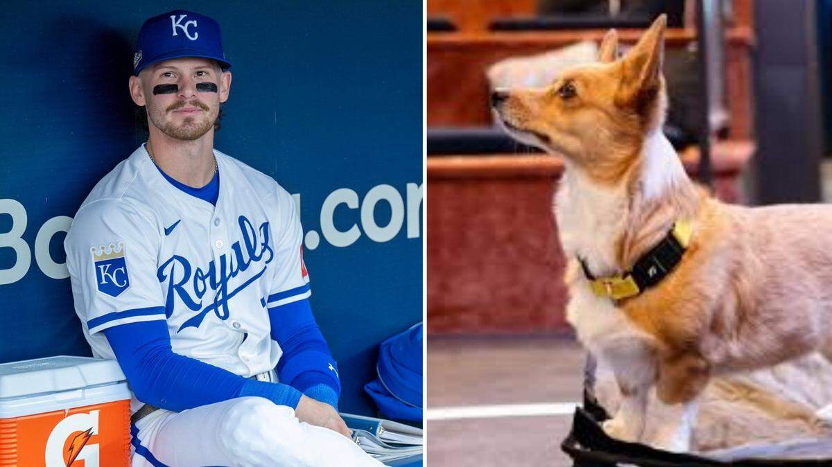 If the Bobby Witt Jr. and the Royals can’t win Thursday evening’s ALDS Game 4 against the Yankees at The K, their season is over. A TikTok Corgi predicts that will be the eventual outcome.