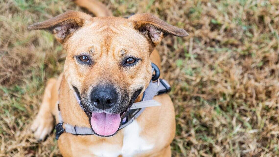 Give her a stuffie and she’s happy. Meet this happy retriever mix at Wayside Waifs