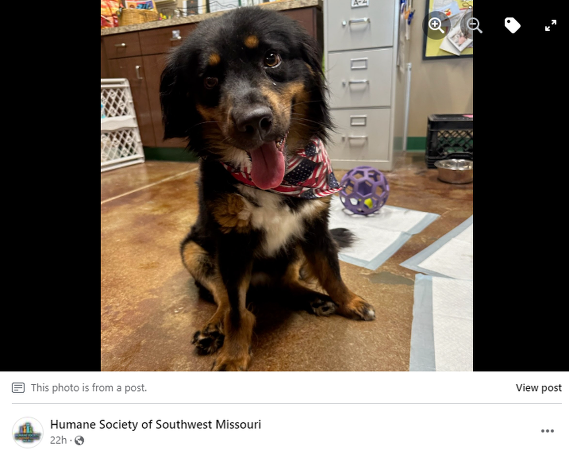 Benson is available for adoption in Springfield.