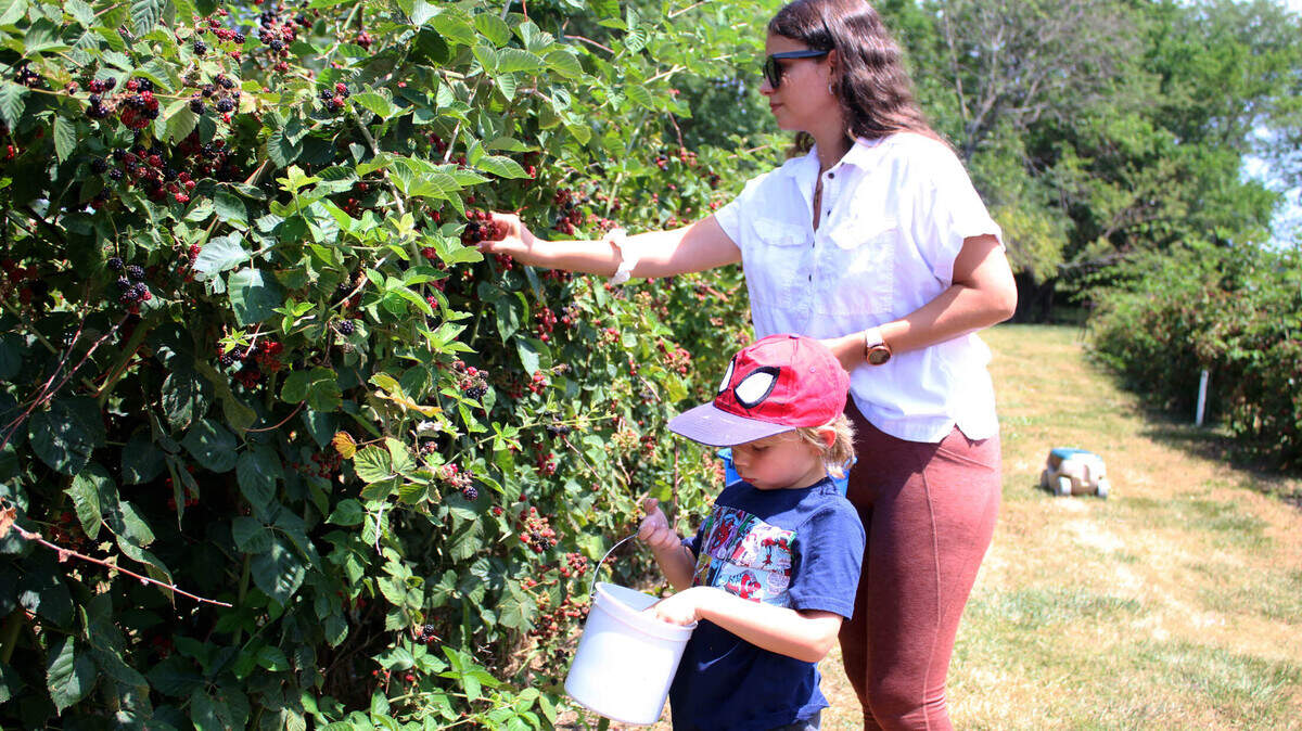 Laura Yanez and Gabriel Yanez pick blackberries at Cy & Dee’s Blackberry & Tomatoes in Louisburg.