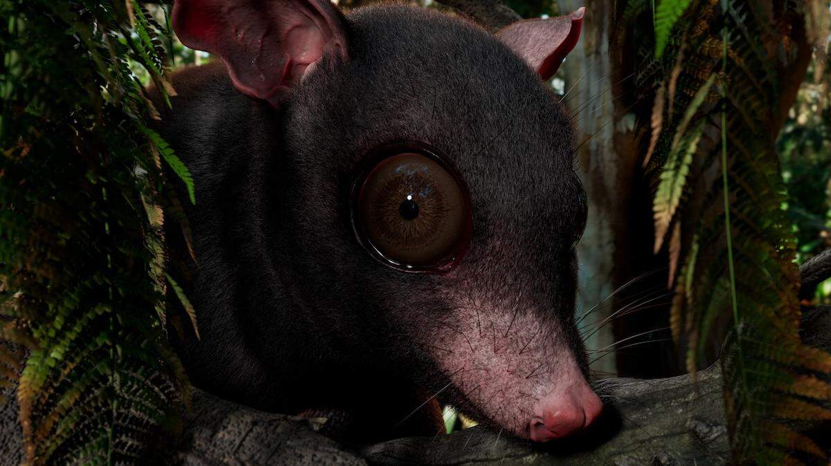 A reconstruction of Swaindelphys, made by University of Kansas scientific illustrator Kristen Tietjen.
