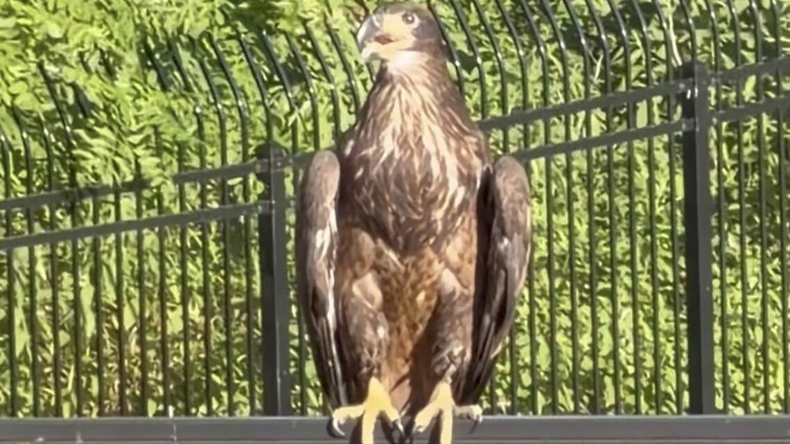 Eagles move into Patrick Mahomes’ backyard — and they’re not from Philadelphia