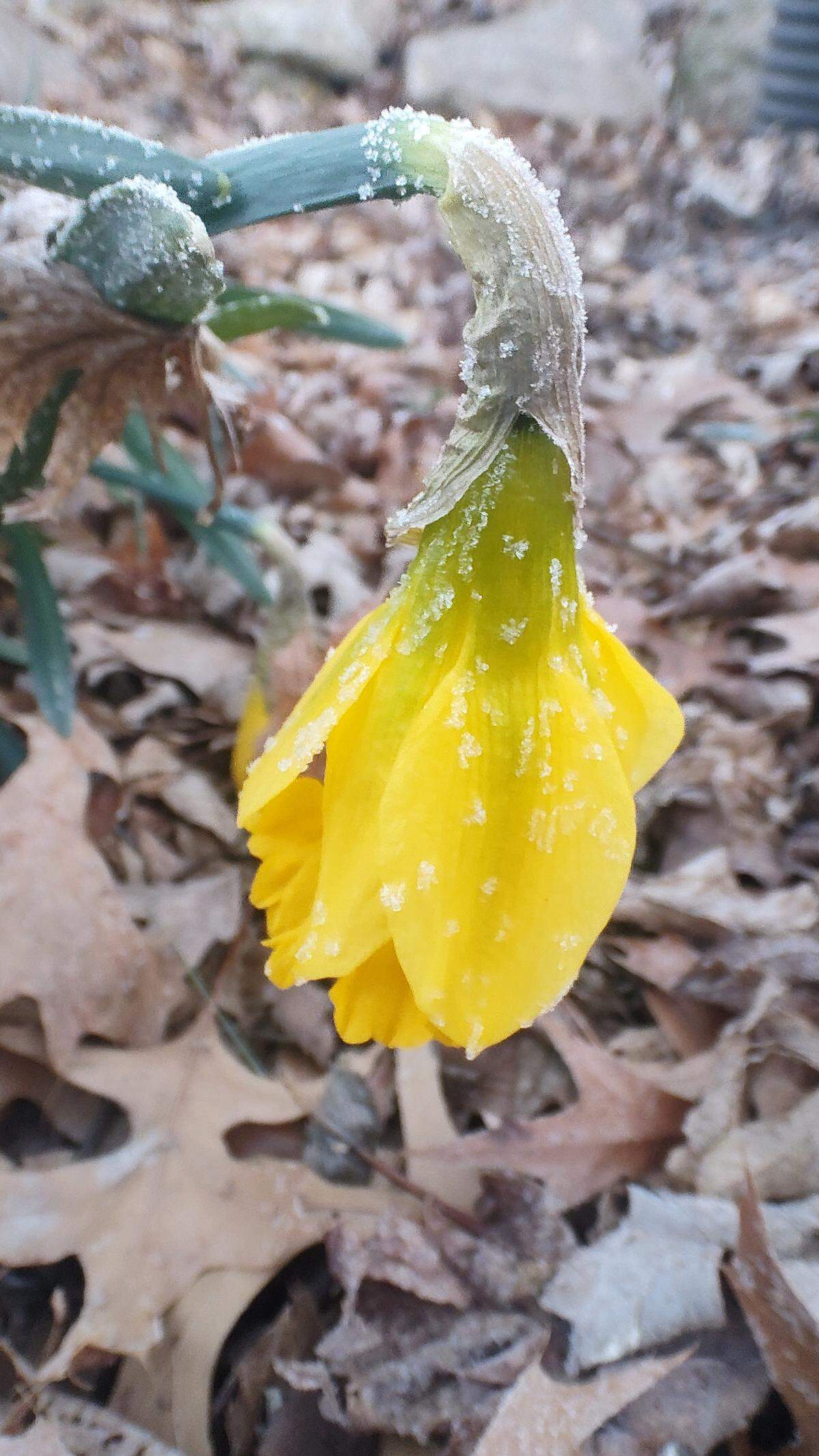 Frost is seen on a daffodil.