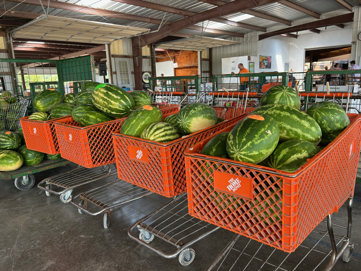 Smaller quantities of watermelon are held in grocery carts.
