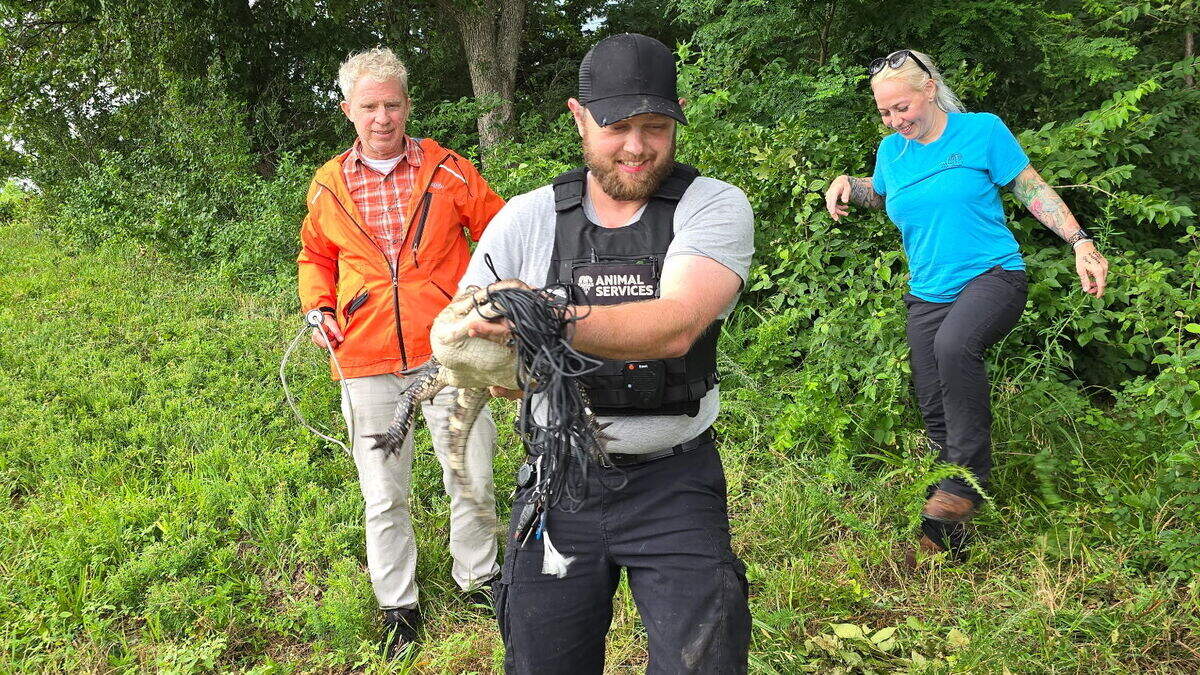A Kansas City animal control officer holding the baby alligator captured at Longview Lake on June 25, 2026.