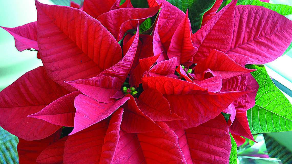 A brief history of poinsettias, and how to help them last through the holidays