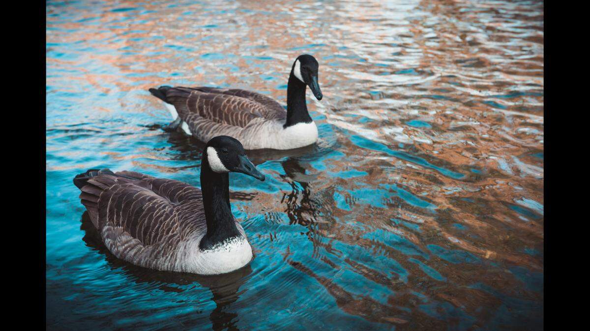 Bullets flew dangerously close to bystanders when a detective began shooting geese (not the ones pictured) at an Arkansas golf course, according to police.