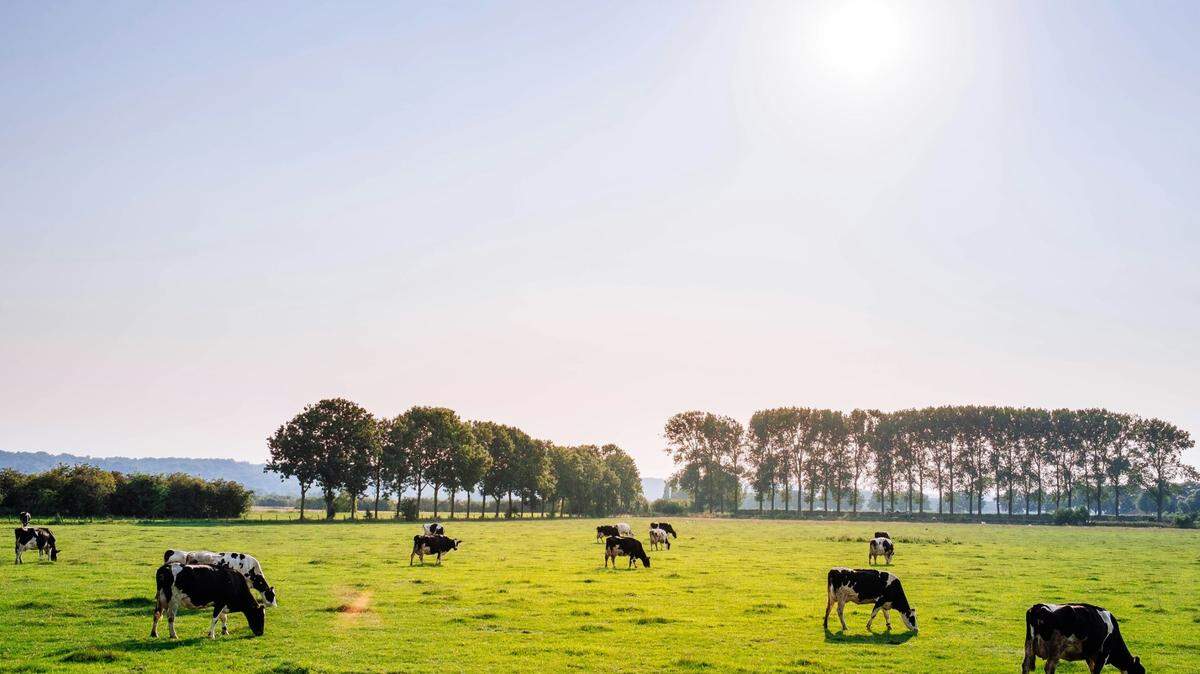 A dairy farmer is accused of underpaying employees, then threatening them when they complained, Minnesota police said.