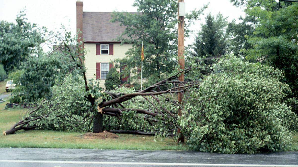 Trees that have broken, cracked or splintered damage to the main trunk or the structure of the tree, like this Bradford pear, may not recover.