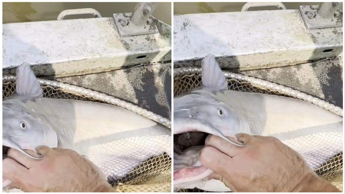 The catfish made a grave miscalculation, Missouri video shows.