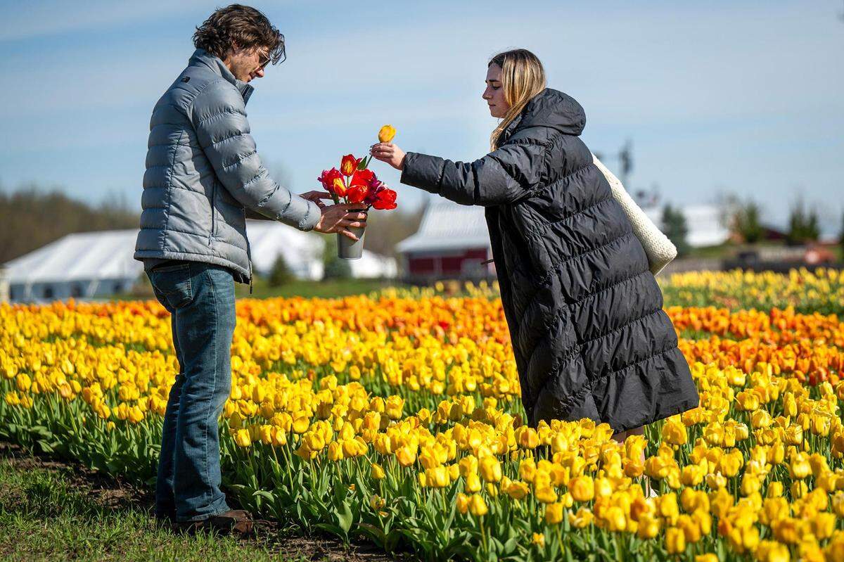 Brayden Walker, Kansas City, holds a container as Kaedyn Niemeyer, Omaha, Nebraska, slips a cut tulip into it during the opening day of The Tulip Festival. For a fee, guests can cut tulips in the field. There is an admission fee to visit the farm.