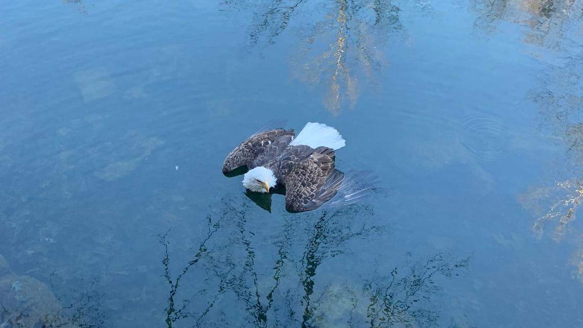 This bald eagle was found unable to fly, officials say, and is now being treated for lead poisoning.