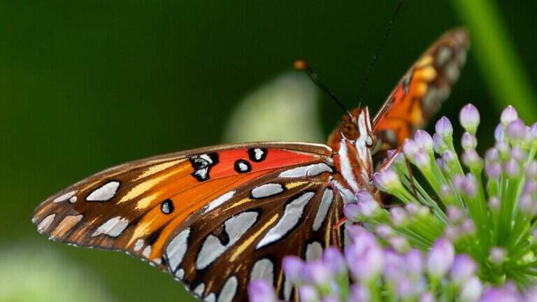 ‘It’s magical in here’: Powell Gardens celebrates 30 years of butterfly festival